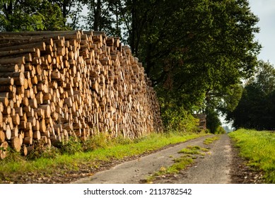 Huge piles of felled tree trunks along a rural field road, Teutoburg Forest, Germany