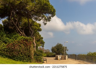 Huge Pine Tree Along The Promenade Above The Sea, Sky With Clouds, Southern Landscape