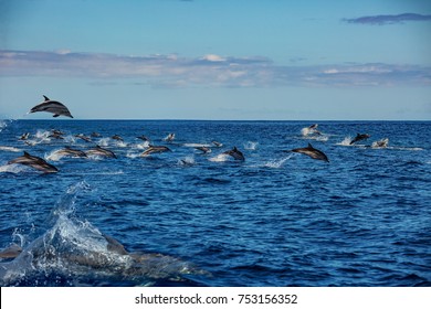 Huge pod of blue wild stripped dolphins traveling in big group on water of the ocean