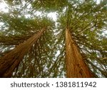 Huge port orford cedar trees on the Oregon State University campus, Corvallis, Oregon