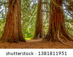 Huge port orford cedar trees on the Oregon State University campus, Corvallis, Oregon