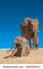 Huge and powerful African elephant mother with tusks is running towards her baby for protection with dark blue clean sky and empty yellow savannah with copy space for text, closeup, details