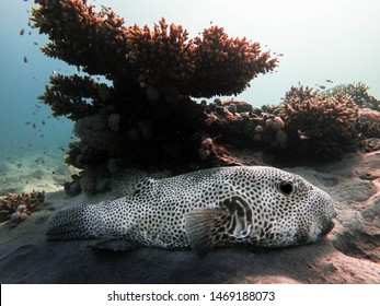 Huge Puffer Fish Marsa Alam Stock Photo 1469188073 