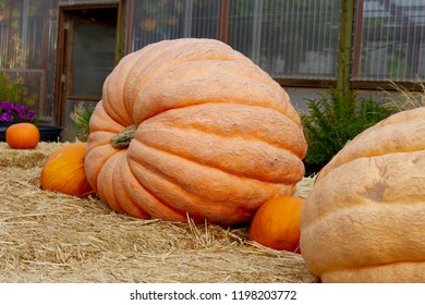 Huge Pumpkin In Countryside