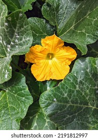 Huge Pumpkin Flower And Leaves