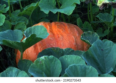 Huge Pumpkin Under Green Leaves