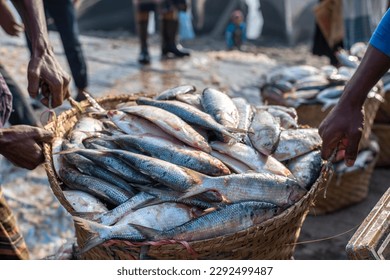 Huge quantity of hilsa arrives at Fisheryghat in Chittagong, Bangladesh. Chittagong fishmarket the largest wholesale market of Hilsha in Bangladesh. Locally known as Ilish, the fish has been designate