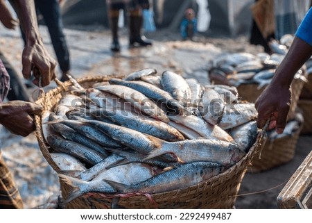 Huge quantity of hilsa arrives at Fisheryghat in Chittagong, Bangladesh. Chittagong fishmarket the largest wholesale market of Hilsha in Bangladesh. Locally known as Ilish, the fish has been designate