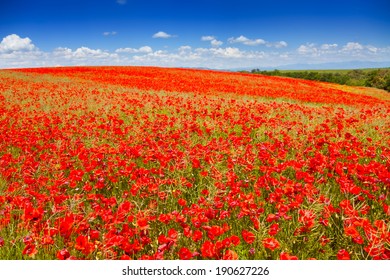 3,526 Poppy Field France Images, Stock Photos & Vectors | Shutterstock