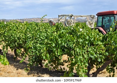 Huge Red Tractor In Green Vineyard In The Barossa Valley, South Australia, One Of Australia's Premier Wine Making Regions. Great Tourist Attraction