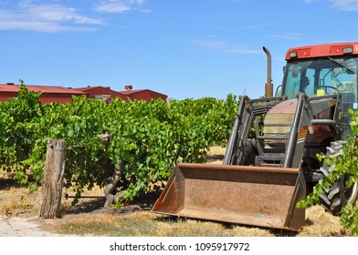 Huge Red Tractor In Green Vineyard In The Barossa Valley, South Australia, One Of Australia's Premier Wine Making Regions. Great Tourist Attraction