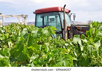 Huge Red Tractor In Green Vineyard In The Barossa Valley, South Australia, One Of Australia's Premier Wine Making Regions. Great Tourist Attraction