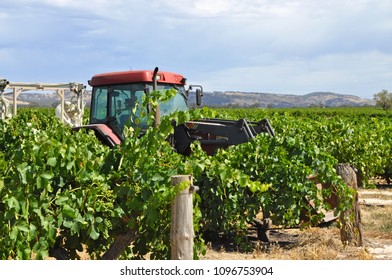 Huge Red Tractor In Green Vineyard In The Barossa Valley, South Australia, One Of Australia's Premier Wine Making Regions. Great Tourist Attraction