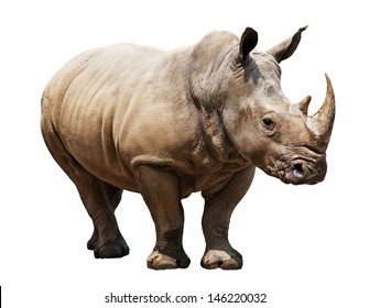 huge rhino isolated on white - Shutterstock ID 146220032