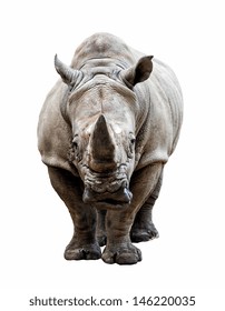 Huge Rhino Isolated On White