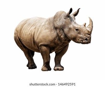 Huge Rhino Isolated On White