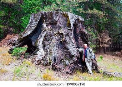 866 Man With Giant Sequoia Images, Stock Photos & Vectors | Shutterstock