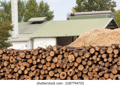 Huge Rows Of Stacked Logs At A Logging Sawmill, Lumber Yard, Increasing Demand For Firewood Due To Rising Gas Prices, Energy Crisis