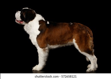 Huge Saint Bernard Dog Standing On Isolated Black Background, Side View