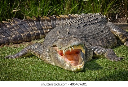 A huge Saltwater Crocodile basks in the hot Australian sun - Shutterstock ID 405489601