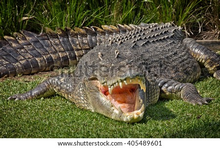 A huge Saltwater Crocodile basks in the hot Australian sun