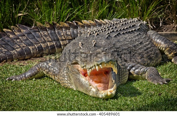 A huge Saltwater Crocodile basks in the hot
Australian sun