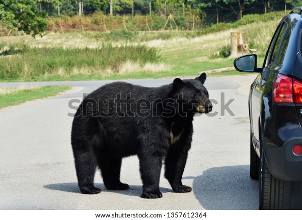 A\
huge scary hungry black bear sniffing curiously looking around a\
parked car on a road for a way to get inside for\
food.