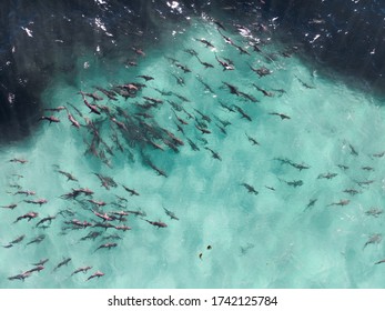 Huge School Of Sharks (shiver) In A Feeding Frenzy Of Baitfish, Sharks Attacking, Aerial Photography, Ningaloo Reef, Western Australia