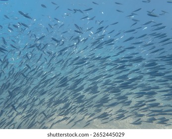 A Huge School of Tiny Silver Fish Shining in the Sunlight As Seen Snorkeling in Koh Tao Thailand Provides Unique Background and Texture in Underwater Photography