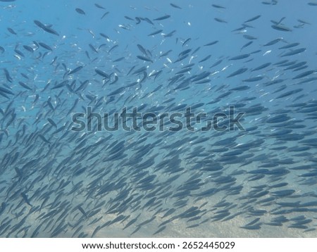A Huge School of Tiny Silver Fish Shining in the Sunlight As Seen Snorkeling in Koh Tao Thailand Provides Unique Background and Texture in Underwater Photography