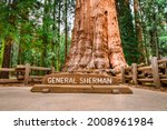 Huge sequoia General Sherman in Sequoia Park in the USA