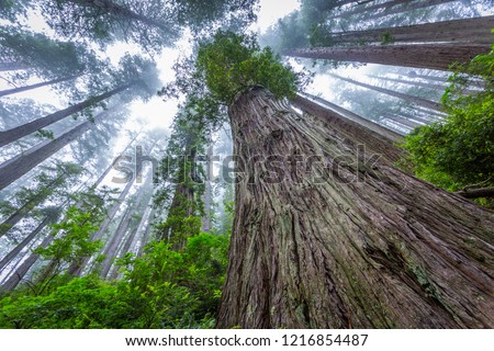 Huge sequoias on the background of the blue sky. Redwood national and state parks. California, USA