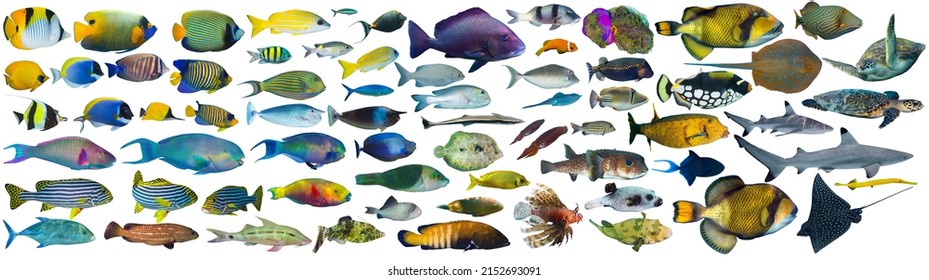 Huge Set Collection Of Colorful Tropical Fish Like Shark Sea Turtle Stingray Snapper Triggerfish Grouper Isolated On White Background. Indian Ocean And Red Sea Underwater Sealife Concept