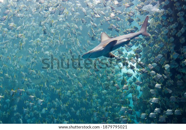 A huge shark swimming stealthily, looking for its\
prey among a shoal of silver moony fish (or diamondfish), which are\
trying to escape from the ferocious predator, in Xpark Aquarium,\
Taoyuan, Taiwan