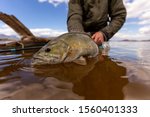 huge smallmouth bass about to be released after fly fishing