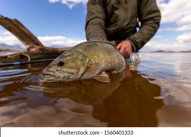 huge smallmouth bass about to be released after fly fishing