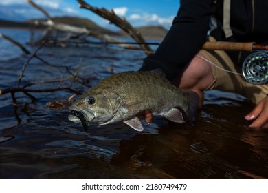 Huge Smallmouth Bass Being Released By A Fisherman