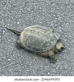 Huge snapping turtle crossing the road