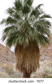 huge solitary palm tree