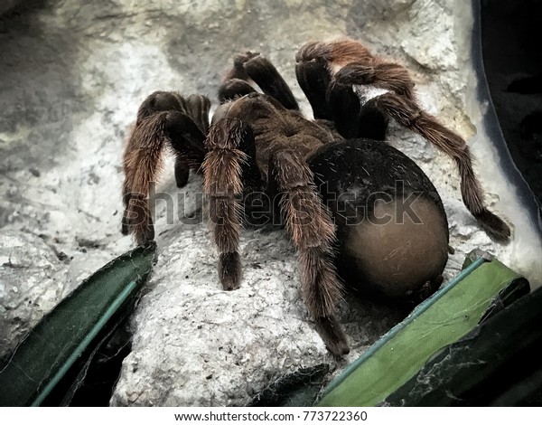 巨大なクモで 鳥を食べるタランチュラ 世界で最も大きいタランチュラ の接写写真素材 Shutterstock