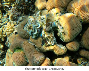 熱帯魚 海 の画像 写真素材 ベクター画像 Shutterstock