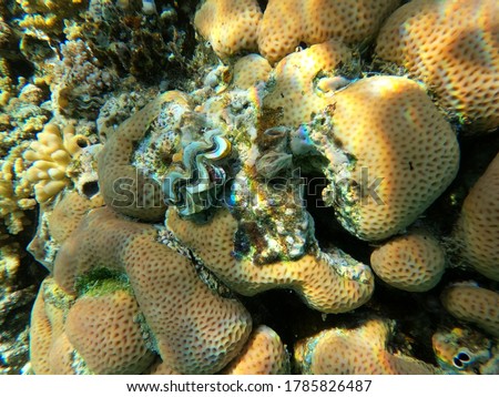 Huge Sponge with colorful corals, a big shell and fishes in the clear blue water of the Red Sea near Hurgharda, Egypt