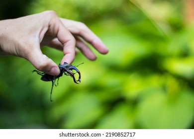 Huge Stag Beetle (Lucanus Cervus)