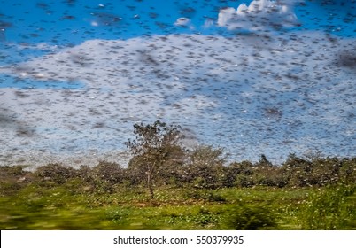 Huge swarm of hungry locust in flight near Morondava in Madagascar