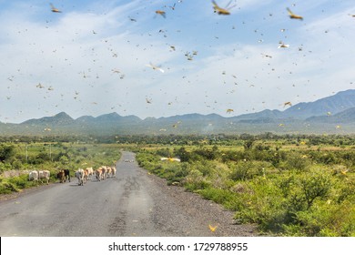 Huge swarm of locusts in Omo valley, Ethiopia