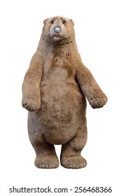 Huge Teddy Bear Hd Stock Images Shutterstock