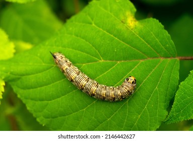 A Huge Thick Caterpillar On A Green Leaf .Pest Control. Crop Loss From Insect Invasion. Caterpillar With A Sharp Spike.