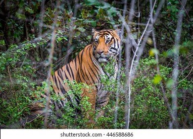 Huge Tiger In Habitat