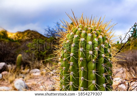 Huge tip of a cactus full of thorns. Desert plant with thorns. Selective focus.