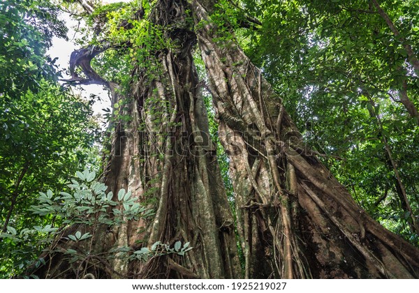 Huge tree in\
the Daintree rainforest in\
Australia